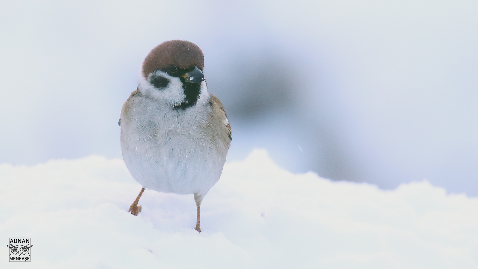Eurasian Tree Sparrow
